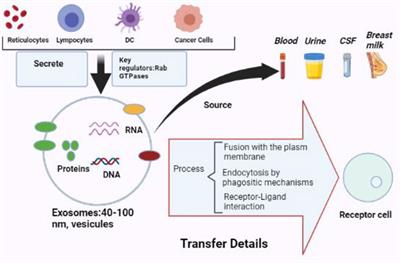 The Roles of Exosomes as Future Therapeutic Agents and Diagnostic Tools for Glioma